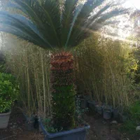 باغبانی هرس سم پاشی بریدن درختان بااره موتوری