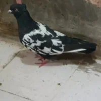 سینه سیاه و سوسنی ارده ای پاپر