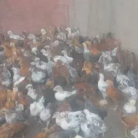 جوجه گلپایگان محلی بزرگ ۲۰۰ عکس همینا هستن
