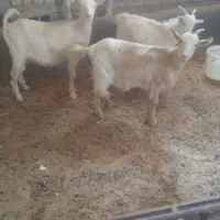 بز سانن