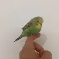 کوتوله و مرغ عشق