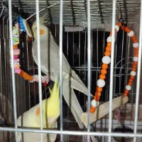 جوجه عروس هلندی جیکو وپیکو