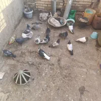 کفتر صید|پرنده|مشهد, خواجه ربیع|دیوار