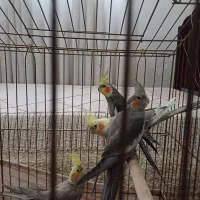 عروس هلندی ۴ماهه