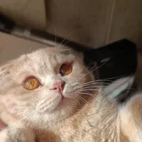 گربه اسکاتیش فولد نر