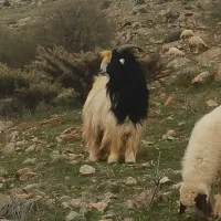 سابرین نر بز