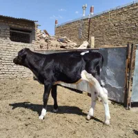 گوساله نر