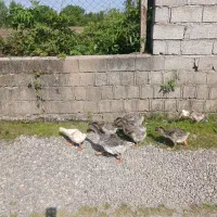 بچه غاز ۳ ماهه