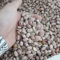 فروش لوبیا