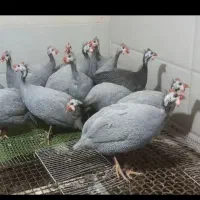 مرغ شاخدار (فعلا موجود نیست)