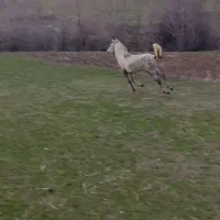 کره نریون کرد هشتری۲ساله