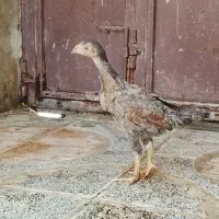 جوجه لاری