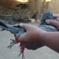 کبوتر پلاکی دورگ با حلقه