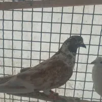 گرگی پرش سنگین خوش رنگ