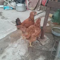 مرغو خروس نمیچه