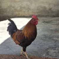 خروس کوردی اصل