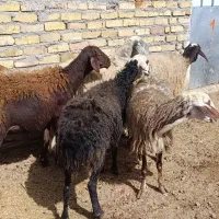 گوسفند.میش جوان بره دار