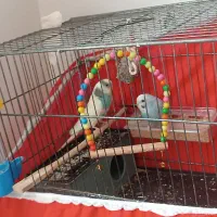 مرغ عشق نر و ماده