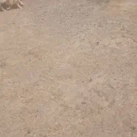 بره|حیوانات مزرعه|گناباد, |دیوار