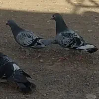 کبوتر سبز