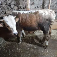 گاو