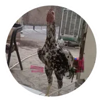 جوجه لاری اصلی