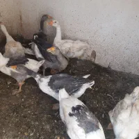 غاز|حیوانات مزرعه|کرمان, |دیوار