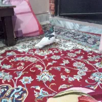 کبوتر|پرنده|مشهد, شهرک بهارستان|دیوار