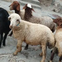 بره نر چاق از 45 کیلو تا60 کیلو