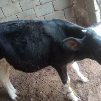 گوساله ماده