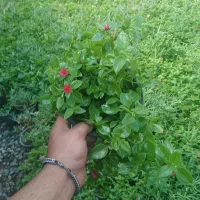 گل یخی عمده