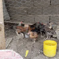 جوجه ومرغ