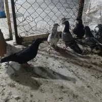 کبوتر تهرونی شکار