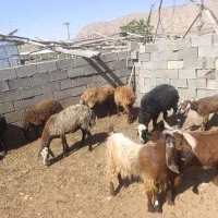 فروش