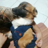 سگ پا کوتاه نر و ماده اشپیتز