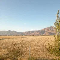 جو بذری ویلما