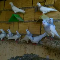 طوقی آبی زرین کاکلی خوش استیل