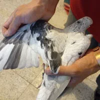 سار لک‌دار موشی نقره ای