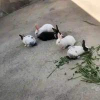 بچه خرگوش ۲ ماهه و یک ماهه