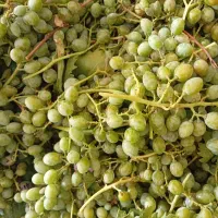 غوره آبدار