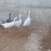 سالم وبش ت
