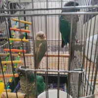 3عدد جوجه گرینچیک دستی تست دار