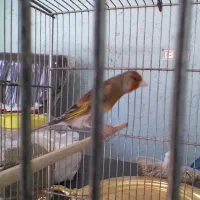 سهره قناری روانی و سهره شرور