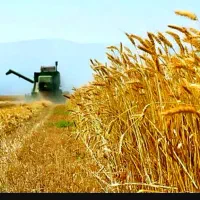 گندم دیمی کمباین فروش نقدی ( رقم صدرا )