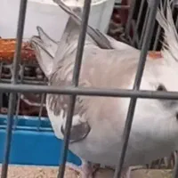 عروس هلندی پیدا شده