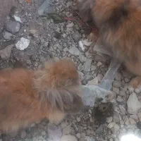خرگوش لوپ