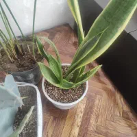 گل و کاکتوس و نخل مرداب