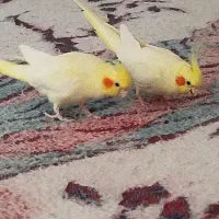 عروس هلندی اهلی 45.000.000 ریال