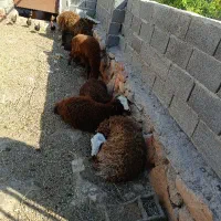 بره ماده
