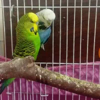 مرغ عشق انگلیسی مولد